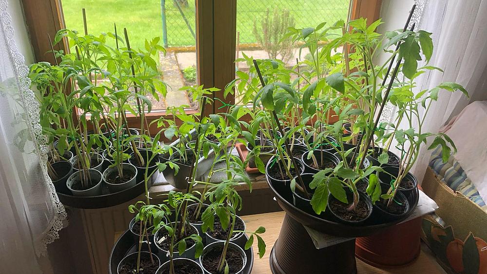 Gemüsepflanzen auf einer Fensterbank